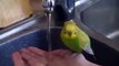 so funny cute parrot Awesome looking  so cute