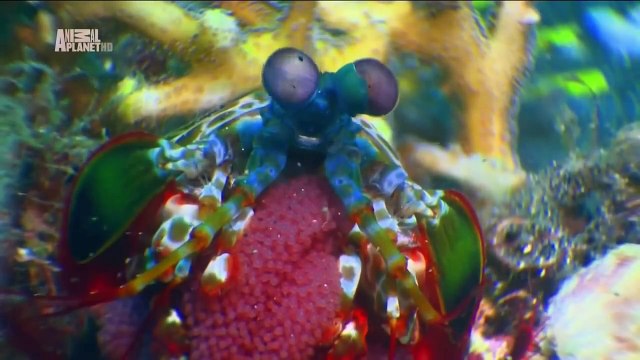 Чудеса голубой планеты. Фильм 1 - Африка.