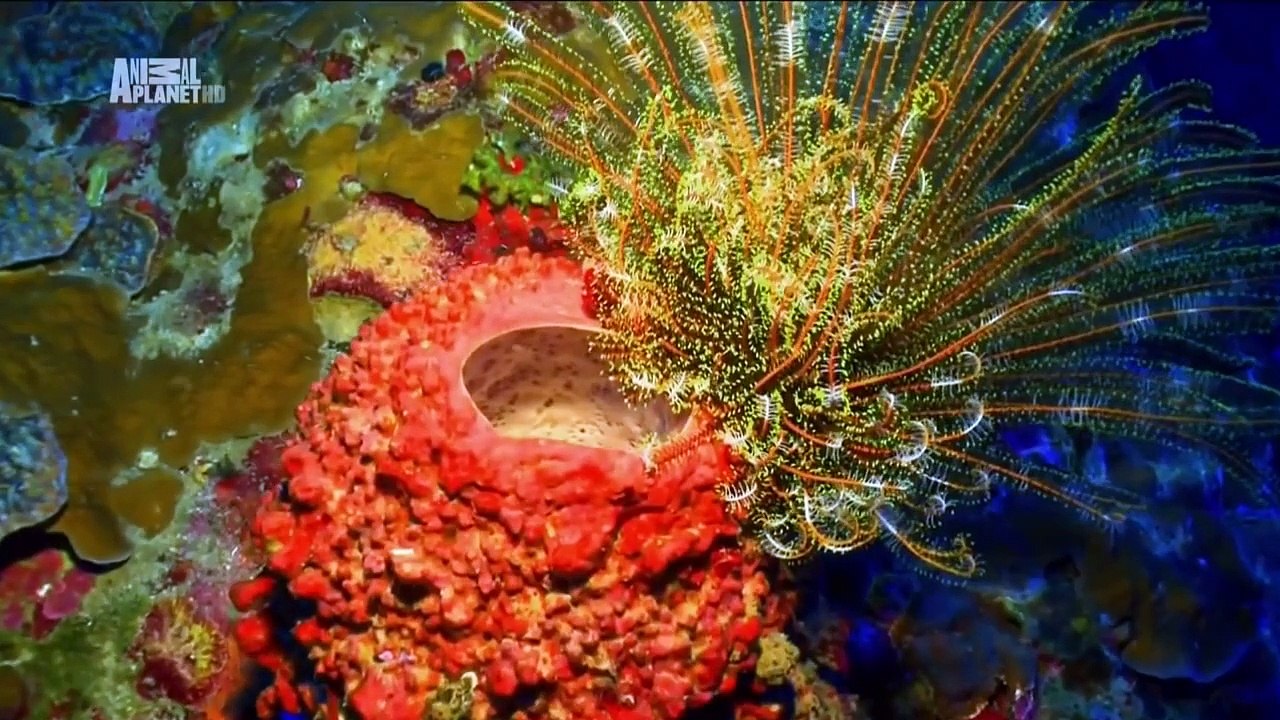 Чудеса голубой планеты Австралия и Океания. 2 Серия .