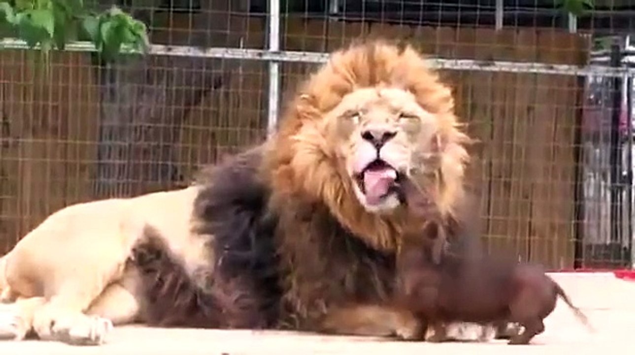 LION PRANK!!!