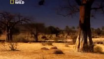 Lions Fighting To Death For Territory [Full Length Nature Wildlife Documentary]