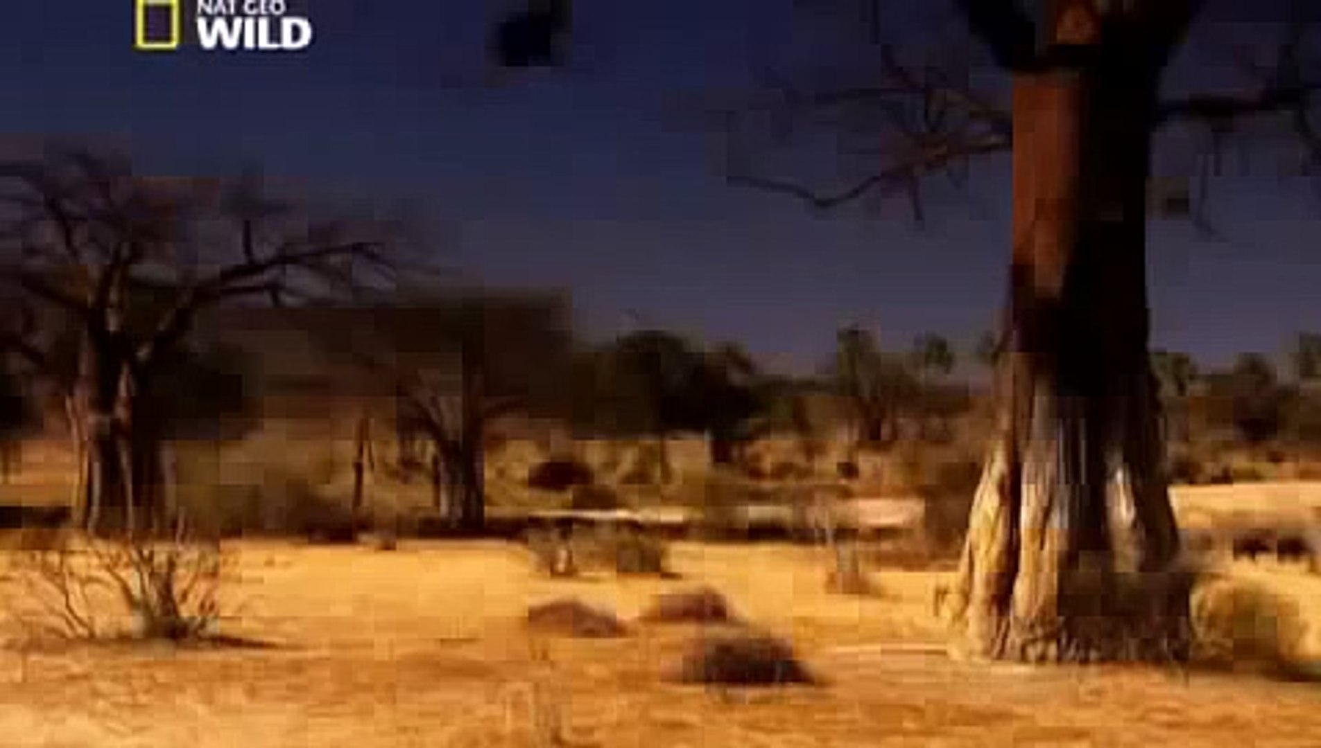 ⁣Lions Fighting To Death For Territory [Full Length Nature Wildlife Documentary]