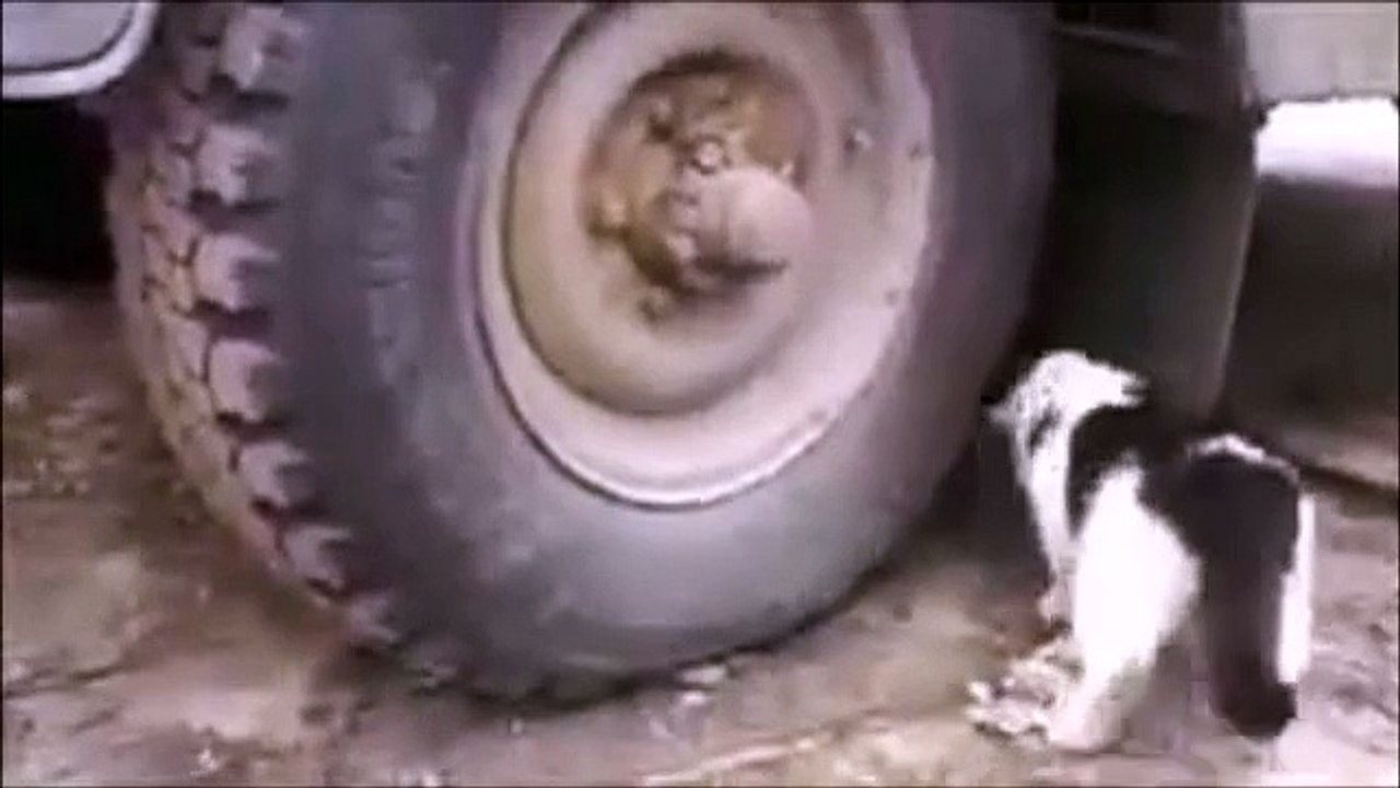 A Smart Mouse Is Hiding From A Cat - haha Very Funny