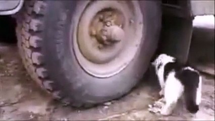 A Smart Mouse Is Hiding From A Cat - haha Very Funny