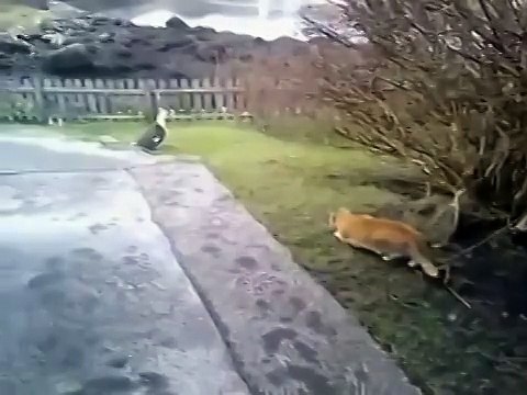 Охота на добычу пошла не по плану