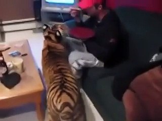 Пришёл приласкаться)