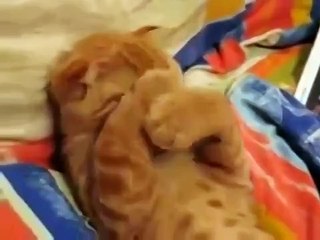 Смешные коты