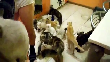 Хор из котэ)