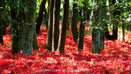 [作業用BGM]DREAMS COME TRUE ドリカムメドレー26曲！連続再生