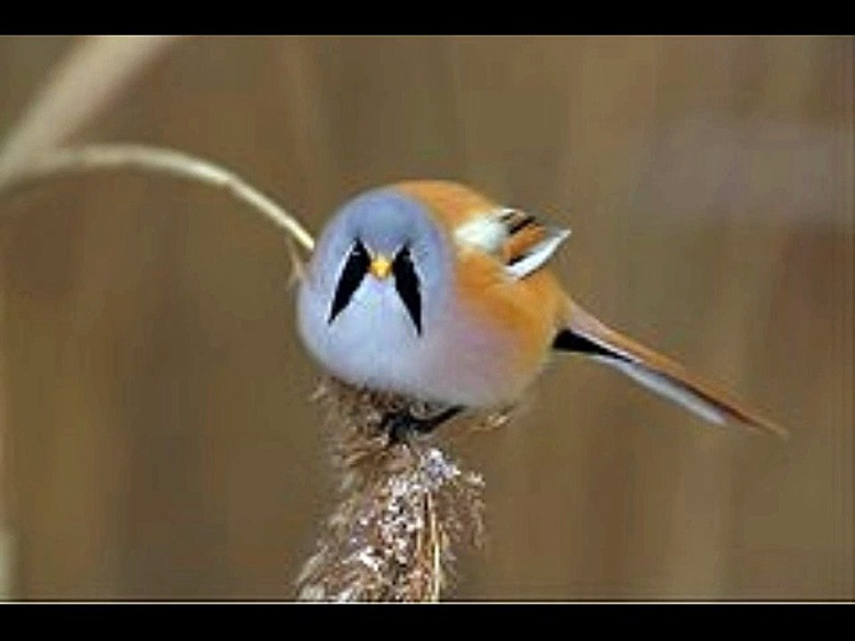 Bearded Tit Call