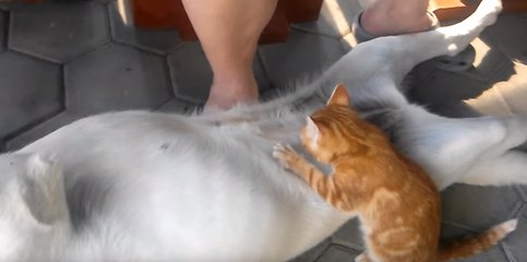 Dog Breastfeeds Kitten on Slovenian Farm