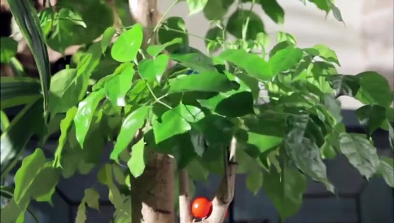 Mini Mini Hutos