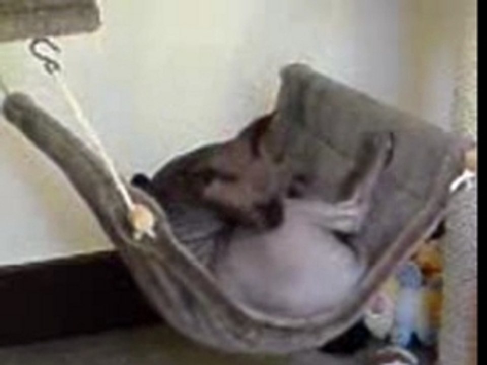 Nan Nan Nan, j'aime pes les lapins!