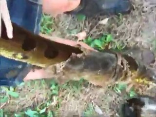 ANACONDA BIGEST SNAKE SNAKEWOMAN k اكبر ثعبان في العالم