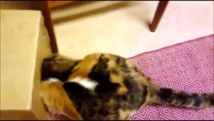 Топ 5 Смешные коты #3 / Top 5 Cat Videos #3