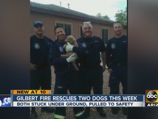 Puppy rescued by firefighters