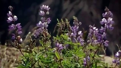 MOUNT ST. HELENS - BACK FROM THE DEAD - NOVA - Discovery Science History (full documentary