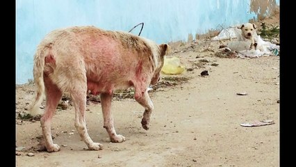 До слез жаль маму и ее 4-х малышей...