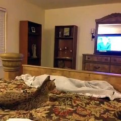 This cat is so confused by its owner's magic trick Vine