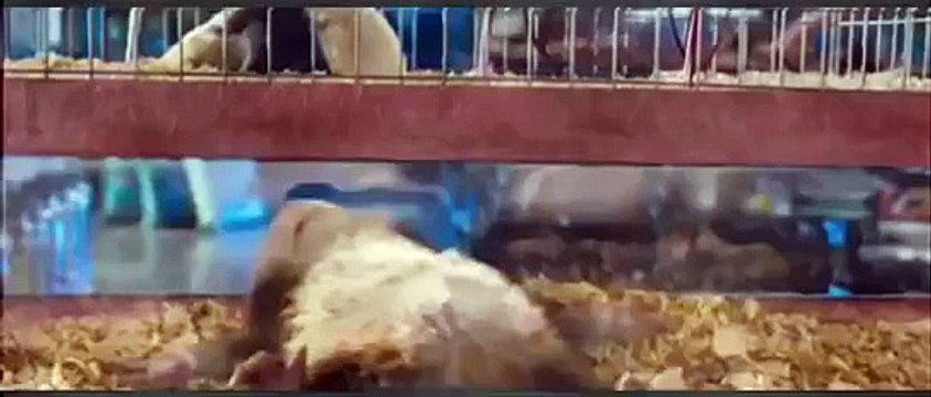 Film animation Complet En Francais 2015 - Animation pour enfant-dessin animé Complet