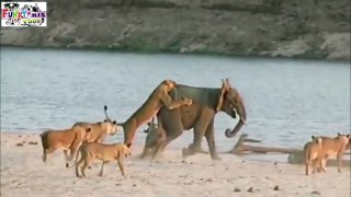 AMAZING Who Wins Baby Elephant Survives attack by 14 Lions