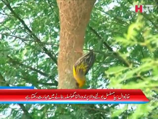 Khanewal Bird Nest News - HTV