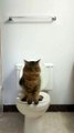 Leur Chat se sert Des toilettes mieux que les hommes