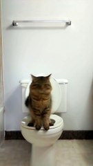 Leur Chat se sert Des toilettes mieux que les hommes