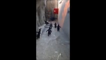 Penguins trying to escape Zoo are hilarious!! Like in Madagascar's Movies