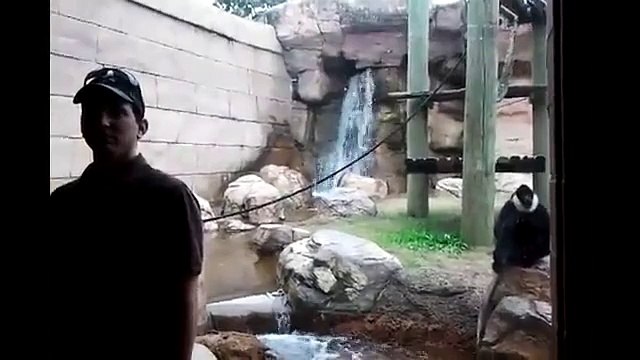 Обезьяна прыгнула на стекло, чтоб напугать туристов