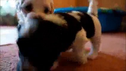FUNNYS DOGES