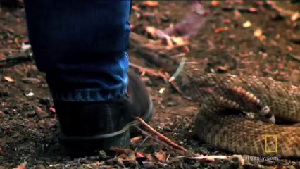 Watch Ultimate Animal Countdown Videos Online - National Geographic Channel - UK