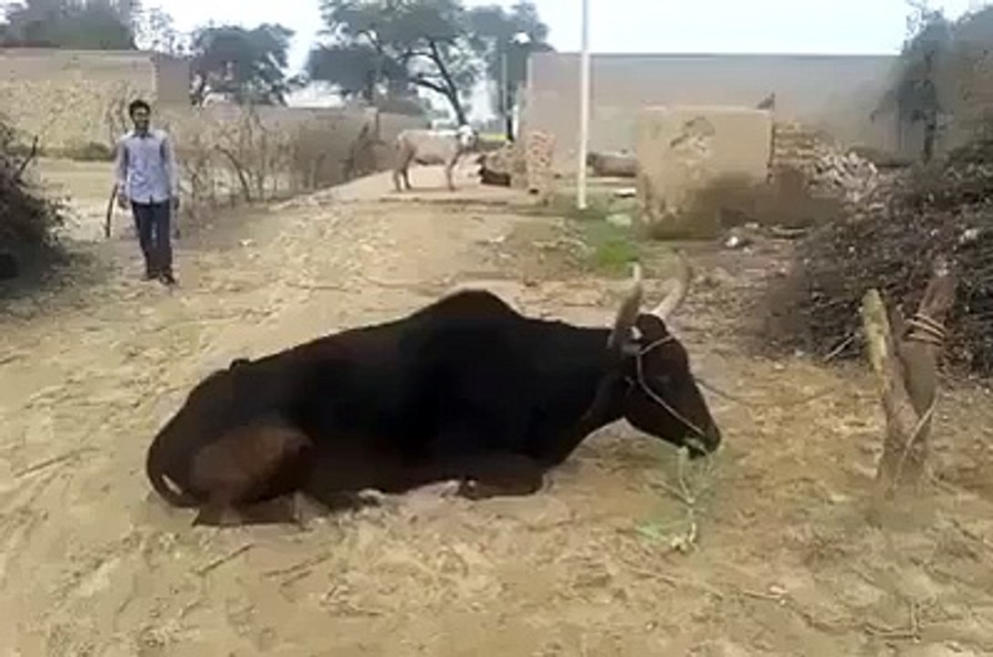 Kya jump mara hay bhai sahib nay zara ghor farmay - urdu and punjabi funny video totay - Video Dailymotion
