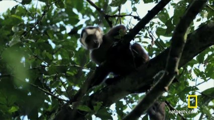 Woman Raised By Monkeys Videos Online - National Geographic Video