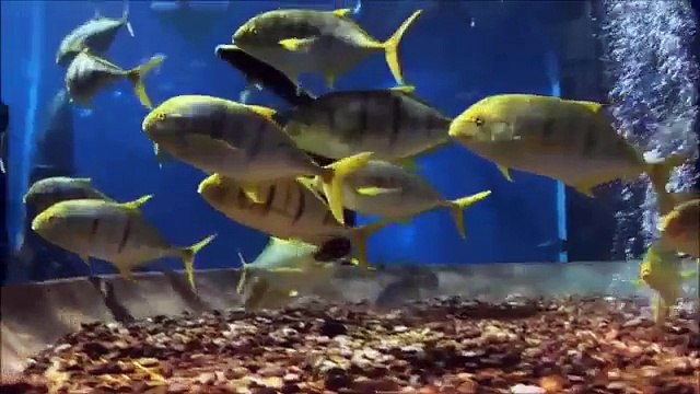 ATLANTIS THE PALM HOTEL RESORT DUBAI