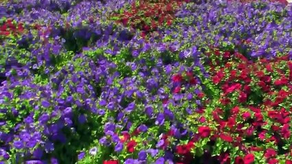 Dubai - Miracle Garden