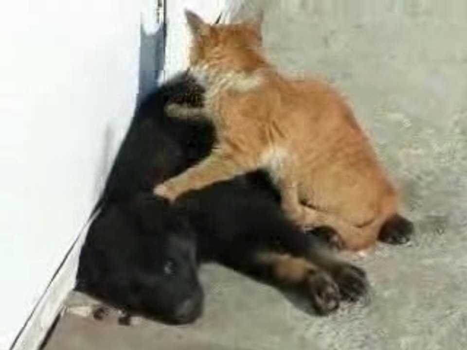 Massage_chat_chien