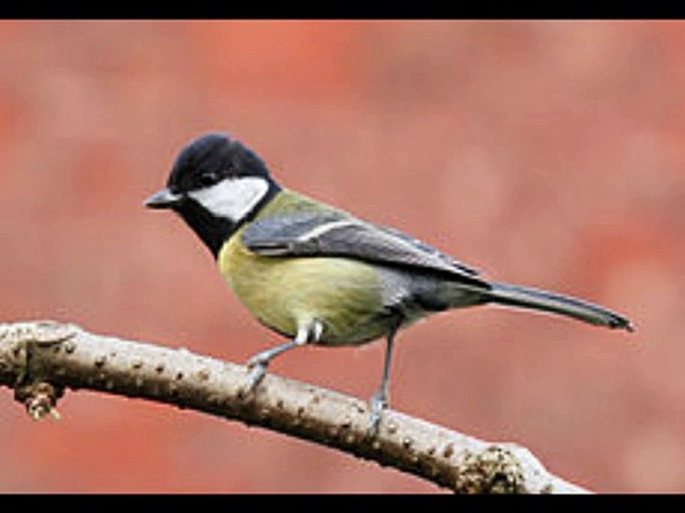 GREAT TIT CALL