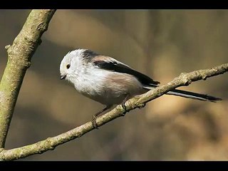 LONG TAILED TIT CALL