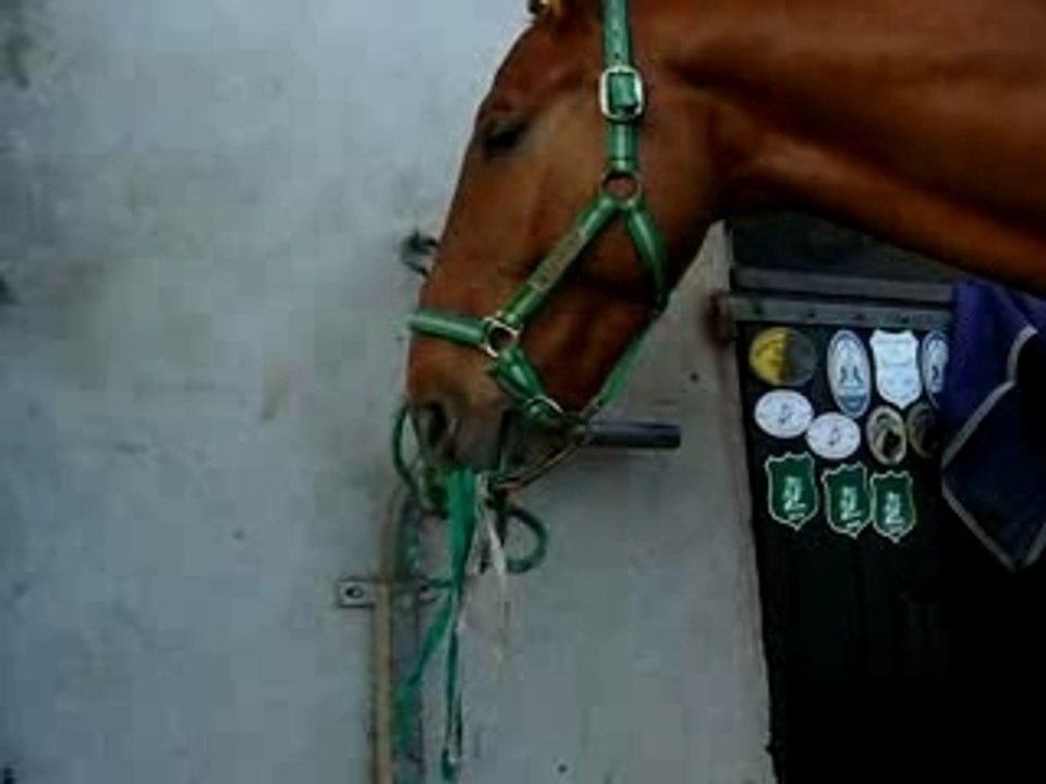 Mezzo joue avec sa longe