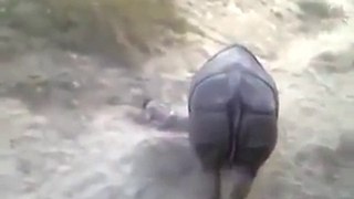 The Moment When A Boy Fallen In Rhinosaur Cage In Pakistan
