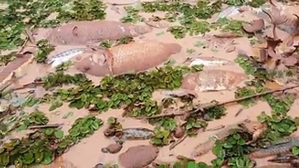Pescadores registram mortandade de peixes em Resplendor