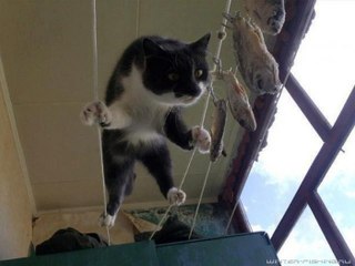 Котэ рыбак!