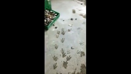 Les pingouins de Madagascar tentent de s'évader de leur enclos !!