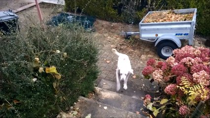BALOU un chien plein de vie, attend SA famille pour toujours !