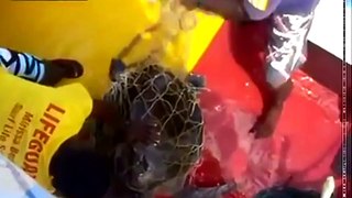 Sea Turtle Caught In Huge Fishing Net Rescued By Boatman
