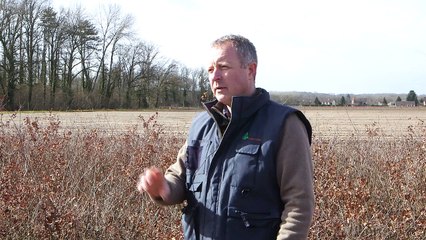 La production de jeunes plants en pépinière