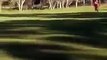 Kangaroo Chases Golfers, awesome animal video.