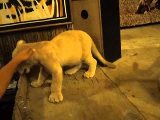 White Lion Cubs in Zoobic Safari
