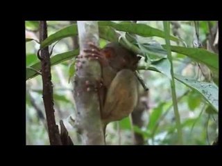Tarsier of Bohol